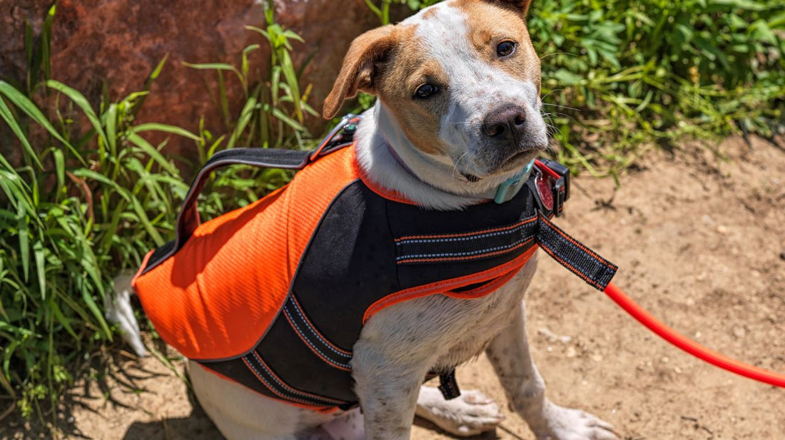 Dog Vests - Don't Think Your Dog Needs One? Think Again!
