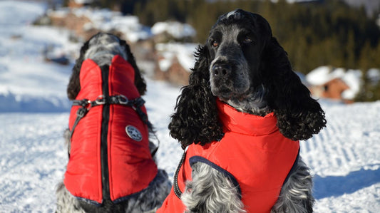 Types of Dog Life Vests