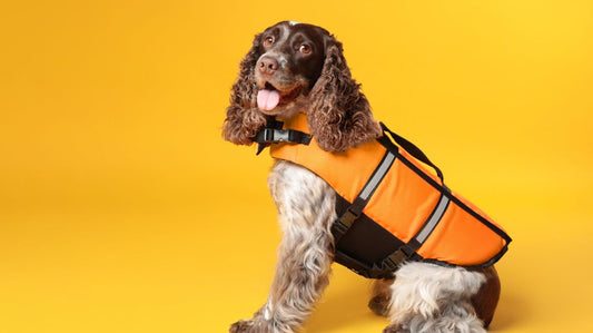 Even Dogs Need a Life Vest