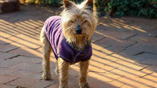 Dog Life Vest: Dog Essentials