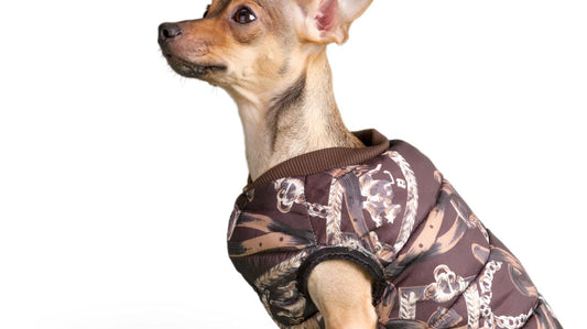 Why Every Dog Has to Have a Dog Life Vest to Be Safe?