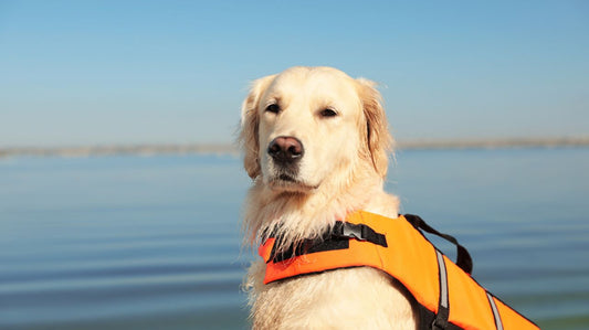 Choosing the Best Dog Life Vest