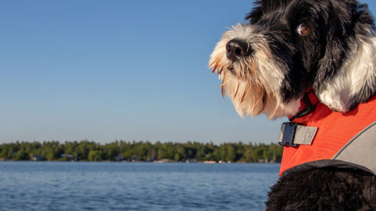 Dog Life Vest Can Be the Difference Between Life and Death