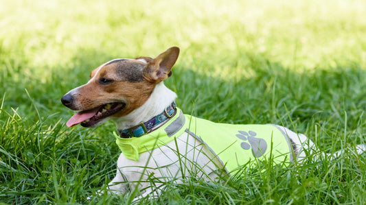 Finding the Right Dog Safety Vest