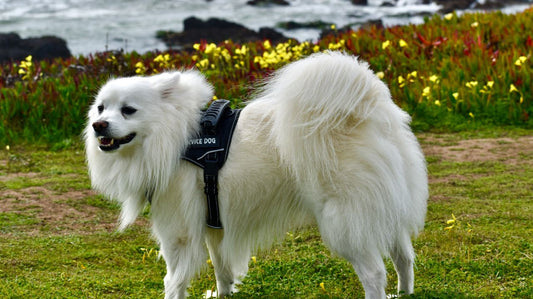 Why You Need a Dog Life Vest?