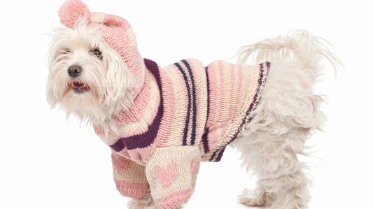 Choosing the Most Fashionable Dog Clothing