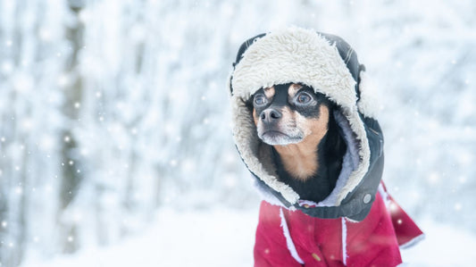 Dog Clothing Fashion Guide - Your Guide to This Season