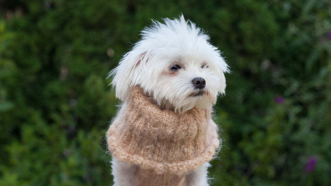 Advantages of Dog Coats For Pets