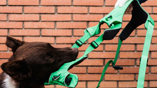 Different Types of Dog Harnesses for Control