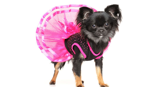 Dog Clothing Fashion Guide - Your Guide to This Season