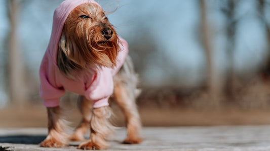 History of Dog Clothes