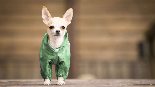 Choosing Fashionable Dog Clothing