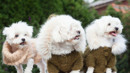 Dog Clothes to Transform Your Dog Into a Fashion Superstar