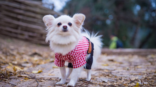 How to Choose Yankees Dog Clothes?