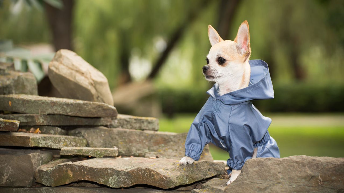 Dog Clothes and Costumes