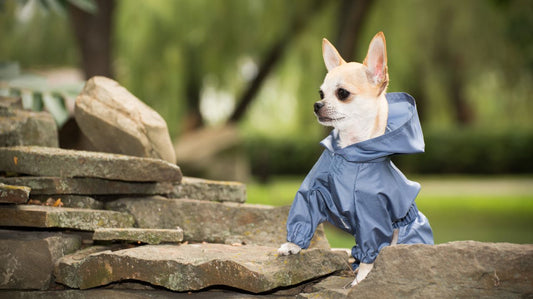 Dog Clothes and Costumes