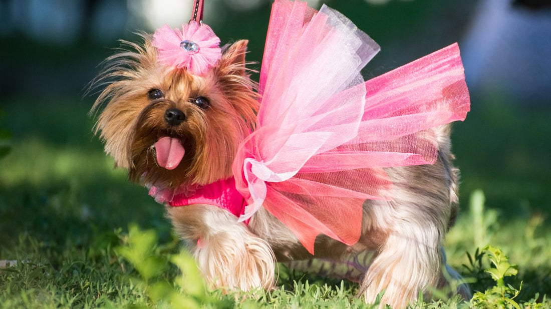 Purchasing Small Dog Clothing Online