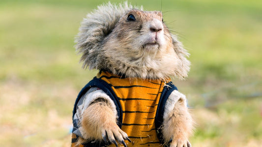 Small Dog Clothing - Protect Your Dog From the Elements With Dog Clothes