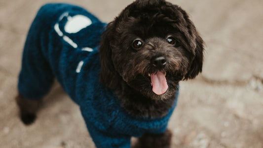 Small Dog Clothes
