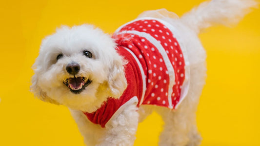Dog Clothes