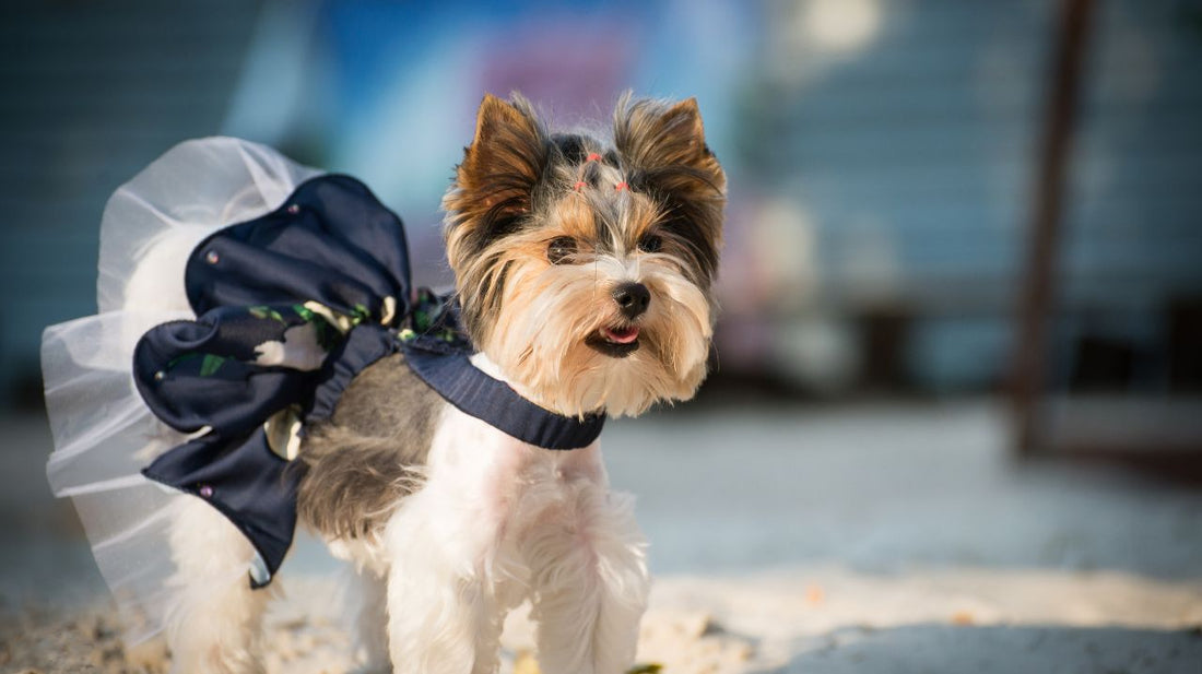 Dog Clothes Patterns