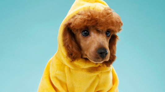 Dog Clothes-The Ins and Outs