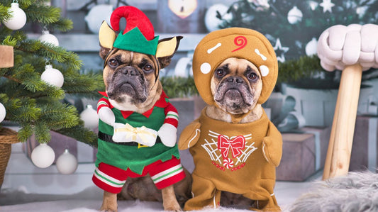Dog Clothes-Choosing with Perfection