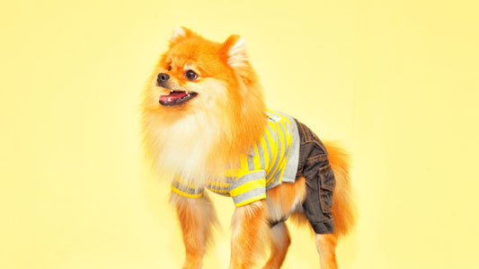 Dog Clothes make Great Gifts