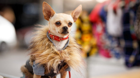Dog Clothes - Not a Niche Industry Anymore