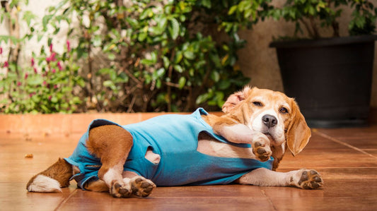 Designer Dog Clothing - Hot Doggie Couture
