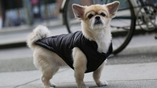 Dog Clothing - Why's and How's