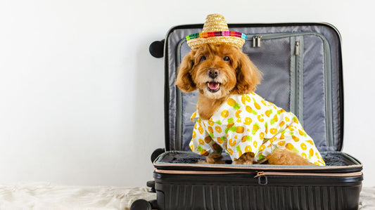 The Top Styles of Dog Clothes