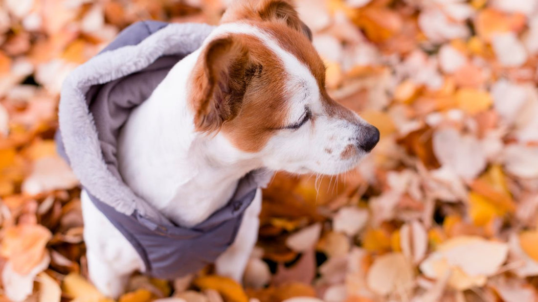 How To Buy A Dog Coat?