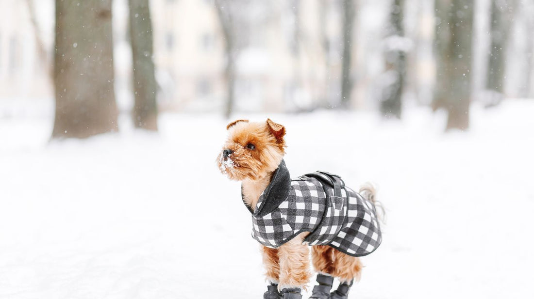 The Purpose of Coats for Dogs in Winter