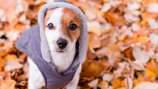 Protecting Your Dog With Coats