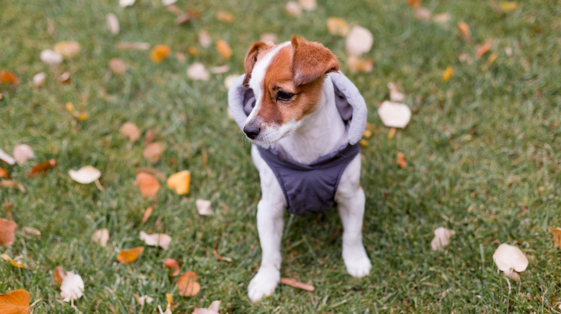 How to Determine Your Dog's Coat Type?