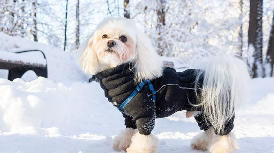 Why Dogs Need a Coat in Winter?