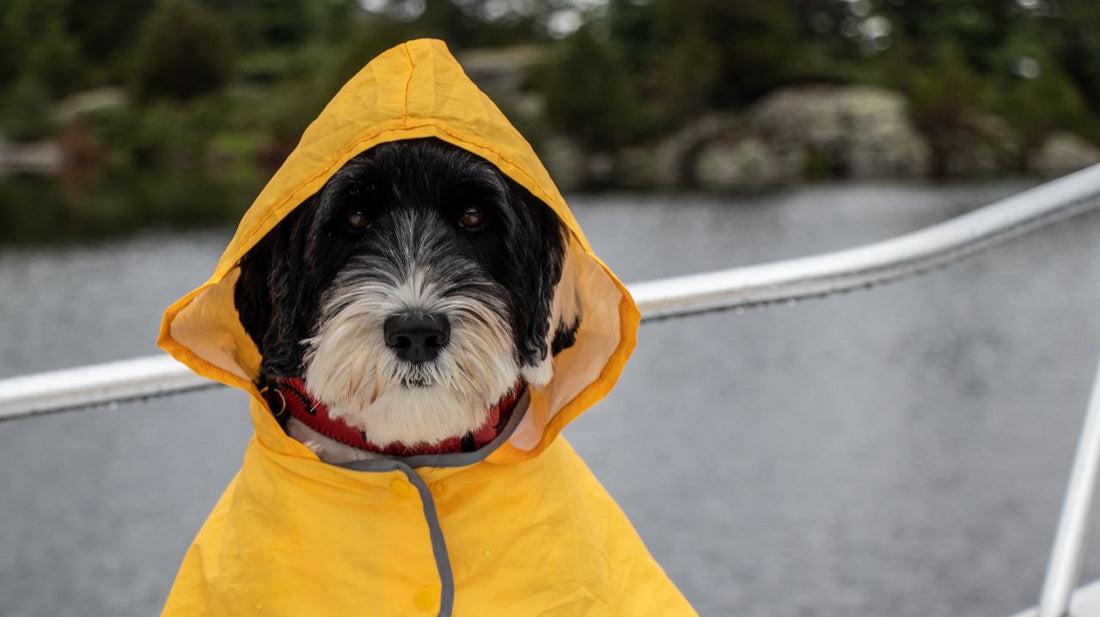 How to Look for the Perfect Dog Raincoat?