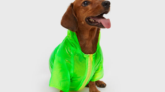 Steps in Making a Dog Raincoat