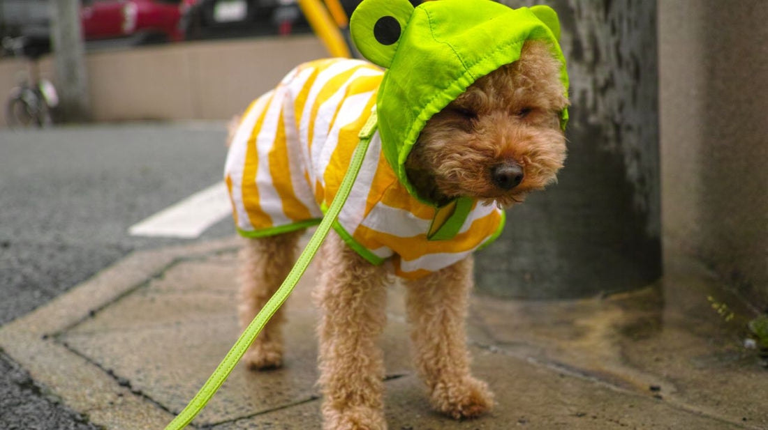 How to Create Dog Sweater Raincoats?