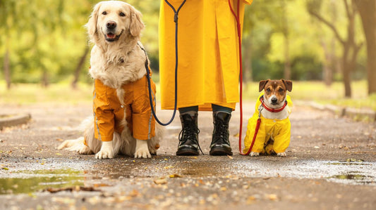 Coats For Dogs - Dog Rain Coats Are Essential