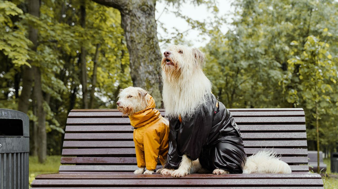 The Truths About Dog Raincoats