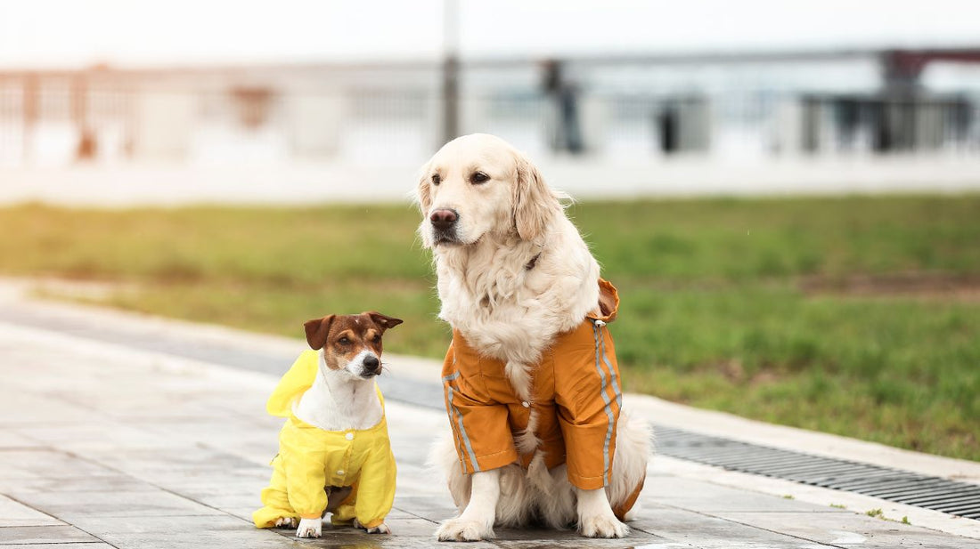 Making a Dog Raincoat From an Old Raincoat