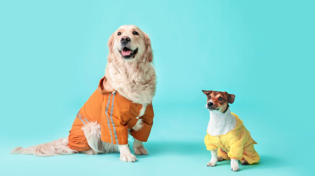 Make Your Dogs Happy Through Dog Raincoat