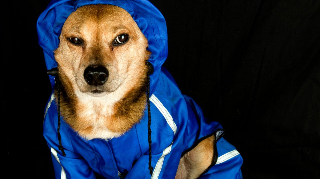 Different and Unique Materials Used in Dog Raincoats