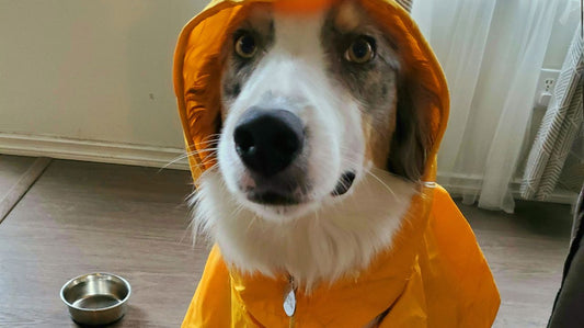 Simple Ways in Personalizing a Dog Raincoat