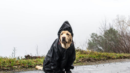 An Easy Way to Make a Dog Raincoat