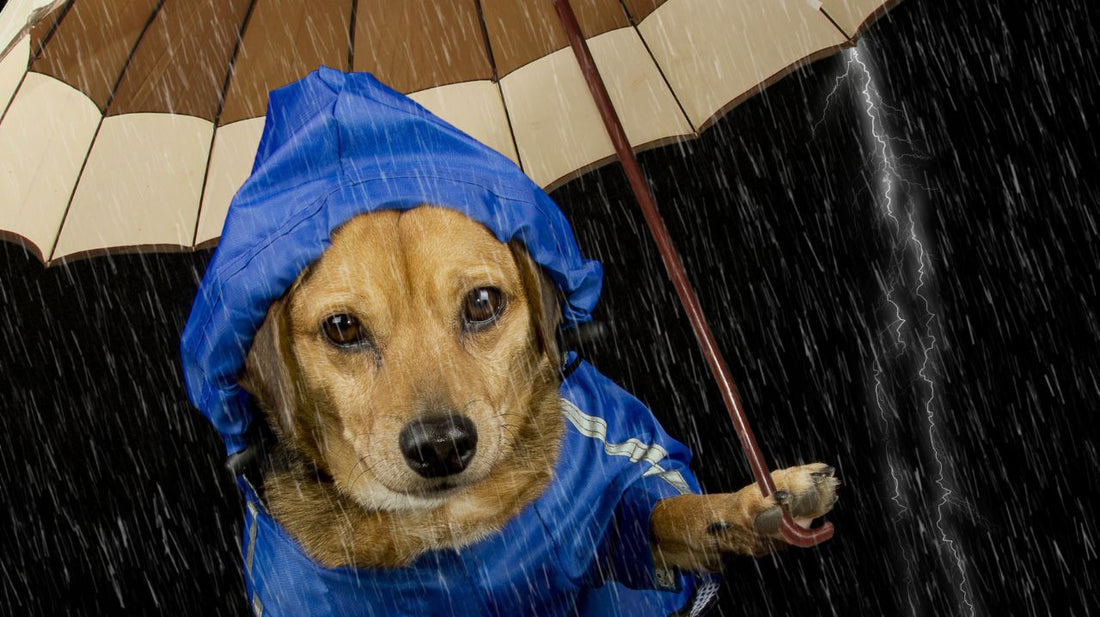 A Dog Raincoat for Chynna