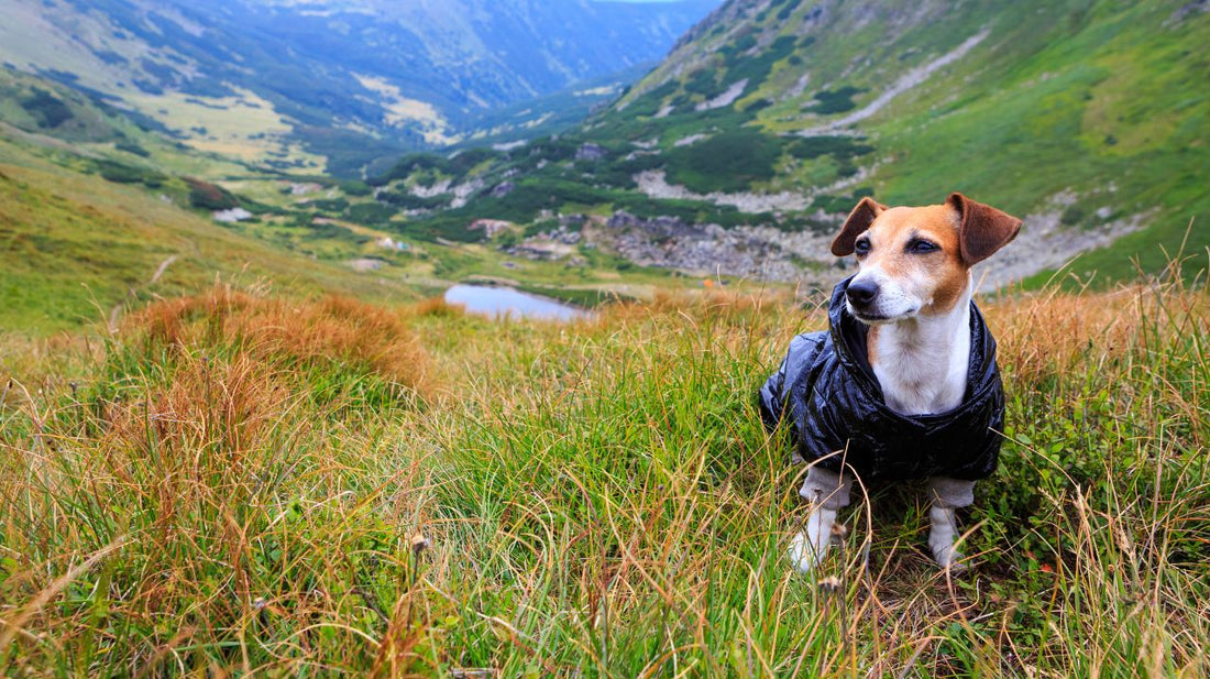 A Dog Raincoat That Saved Lives