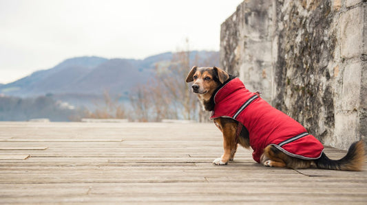 Handling Your Dog Raincoat With Care